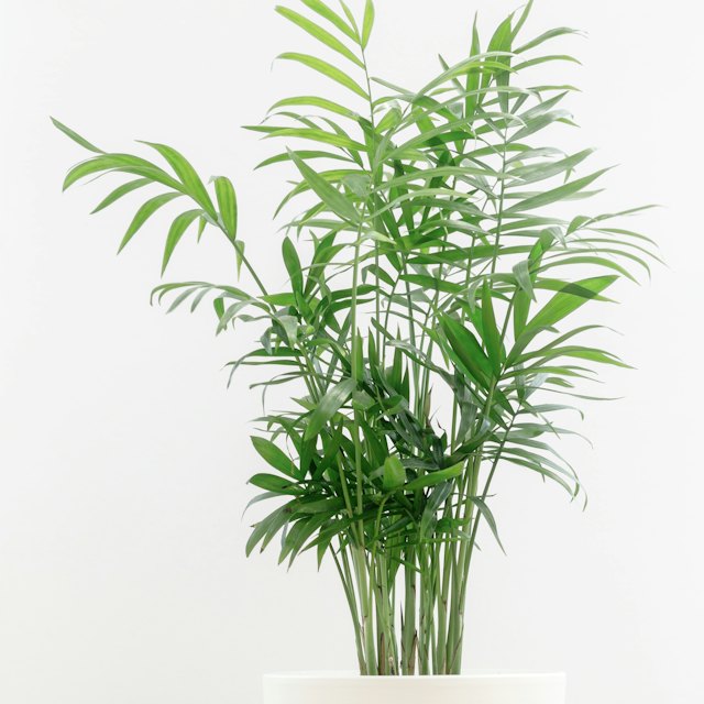 Parlour Palm